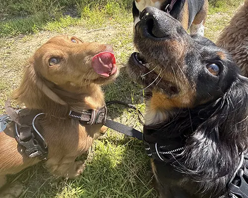 Frankie & Rupert Photo